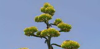 agave americana fiore preistoriche
