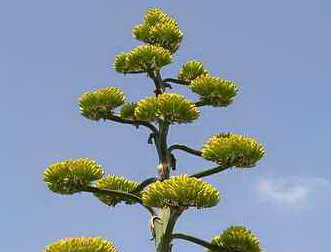 agave americana fiore preistoriche