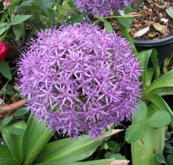 1:12 SCALA Allium fiore in una pentola in ceramica tumdee Casa delle Bambole Accessorio Giardino 