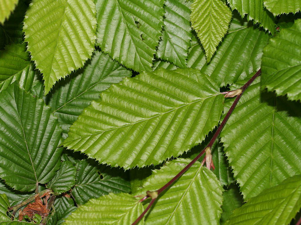 carpinus betulus foglie