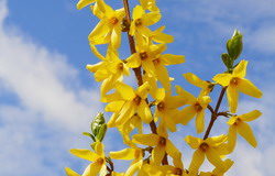 forsizia fiori gialli