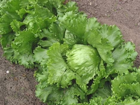 2011/11/lettuce_05.jpg