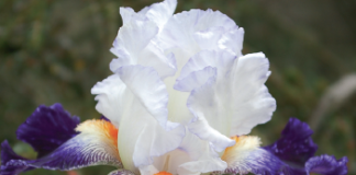 iris barbata viola e bianco