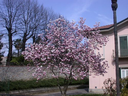 Prunus_da_fiore
