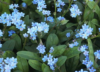 nontiscordardime fiori blu