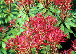 pieris japonica foglie rosse
