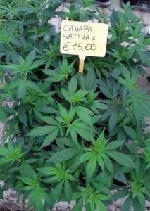 cannabis canapa vasi vendita
