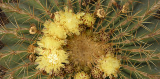 Echinocactus grusoni fiori_ok_ce63e805.jpg