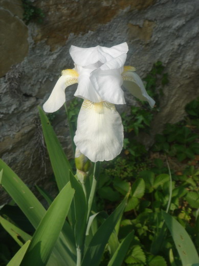 iris bianco iridioides