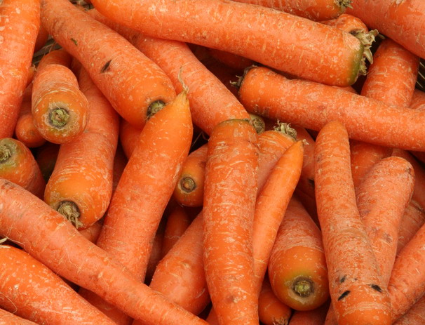 ombrellifere carote