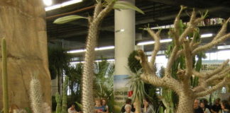 palma-del-madagascar pachypodium