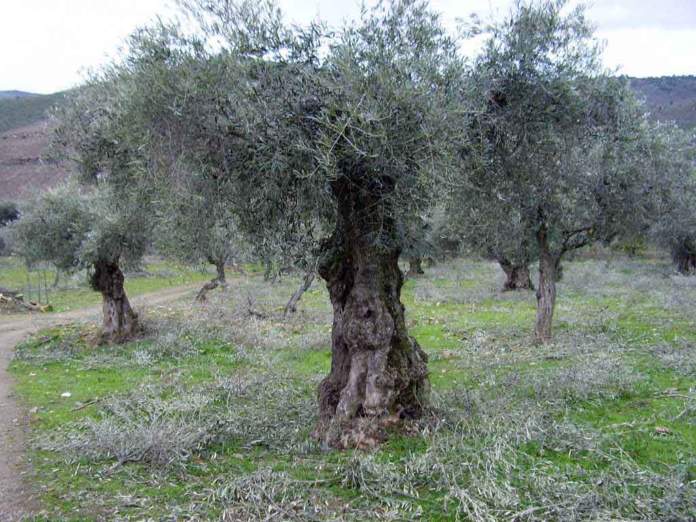 potatura olivo risulta