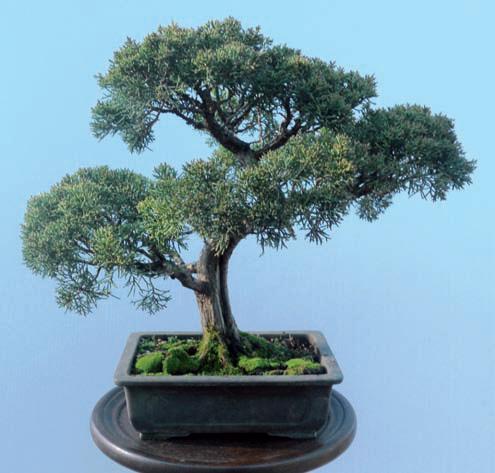 ginepro cinese bonsai