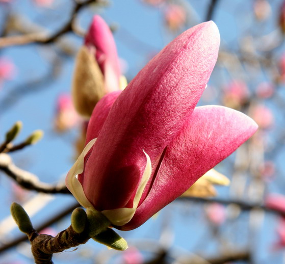2013/03/fiore_magnolia_primavera_foto_2cc738a9.jpg
