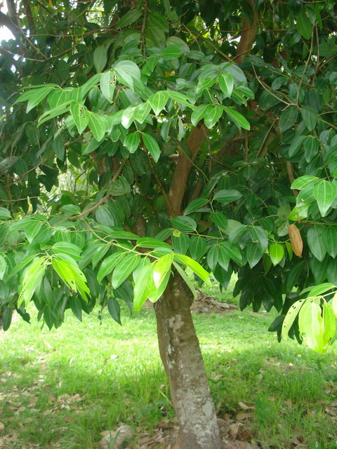 cinnamomum zeylanicum cannella
