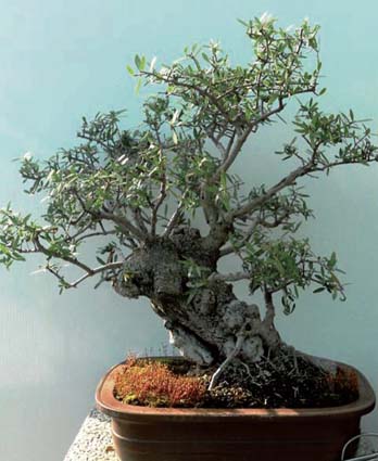 2013/06/bonsai_olivo_c1d4c4fd_1fb03f4e.jpg