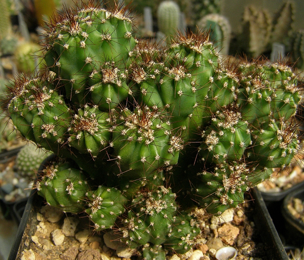 cereus-peruvianus-cactus_dcefaa9c.jpg