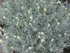 Helichrysum italicum piante resistenti al sole