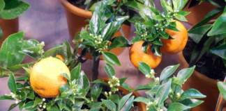 citrus myrtifolia chinotto
