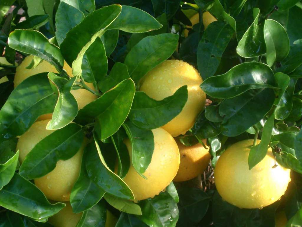 pompelmo citrus paradisi