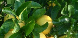 pompelmo citrus paradisi