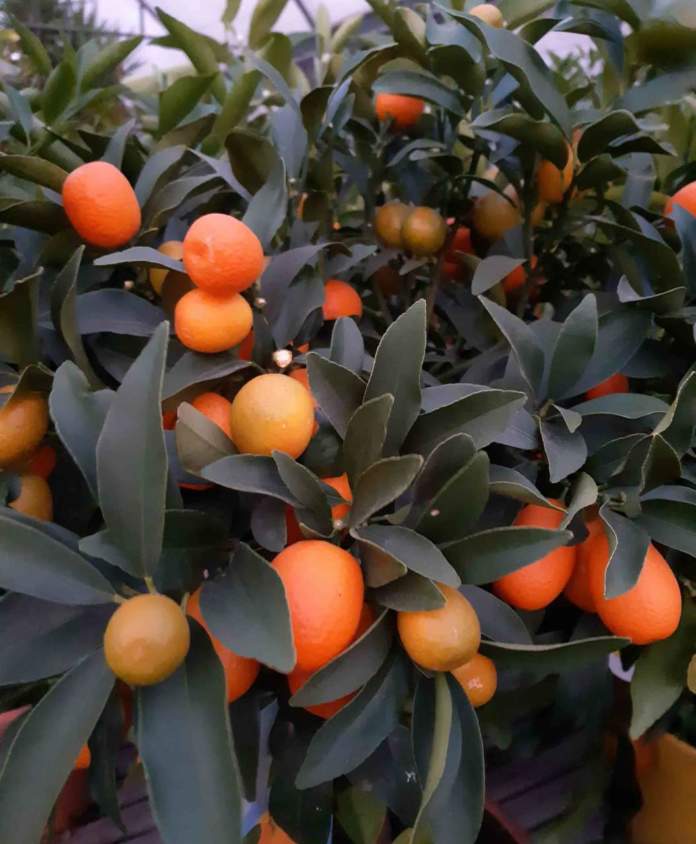 bonsai kumquat