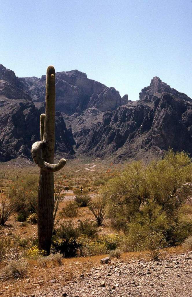 saguaro deserto sonora