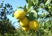 Frutti di limone sulla pianta