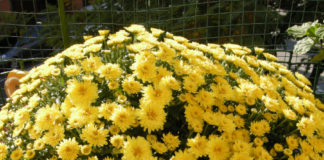 crisantemo chrysanthemum_Morena_b3e60989.JPG