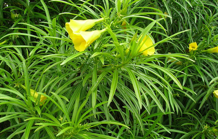 oleandro giallo Thevetia peruviana_7c2c3134.jpg