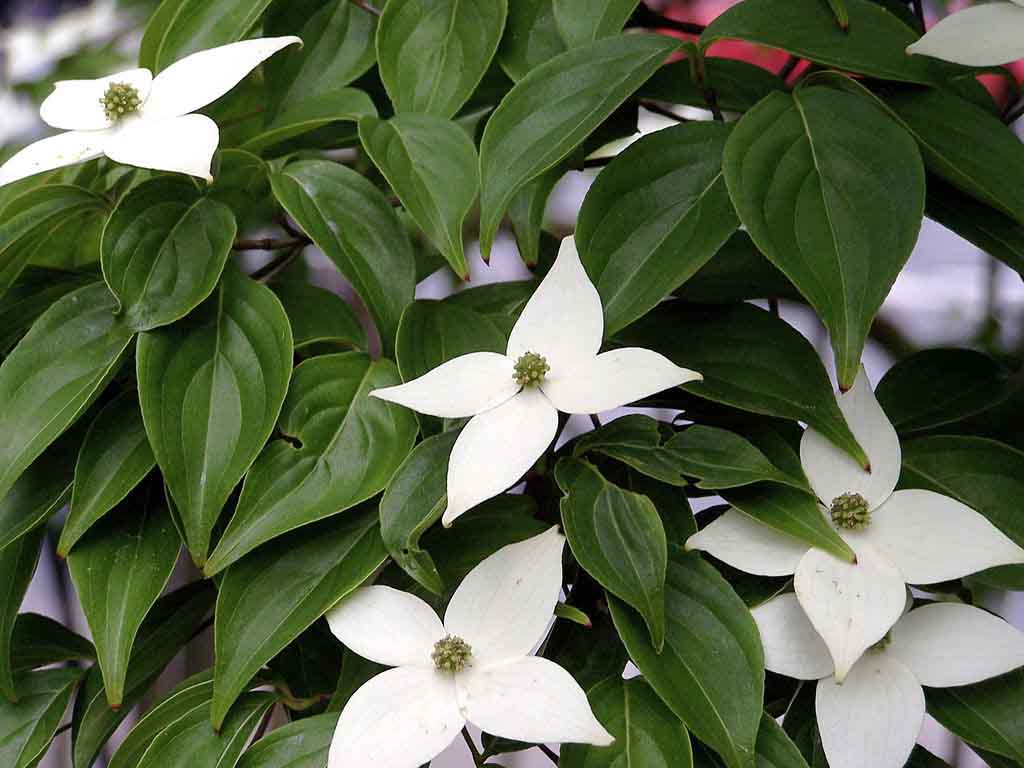 piante insolite fiore bianco cornus