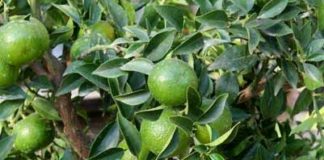 frutteto biologico lime