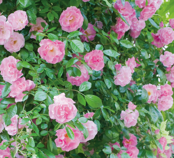 Rose Botaniche Coltivazione E Varieta Di Rosa Banksiae Passione In Verde