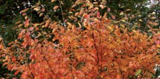 amelanchier foglie rosse autunno