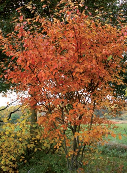 amelanchier foglie rosse autunno