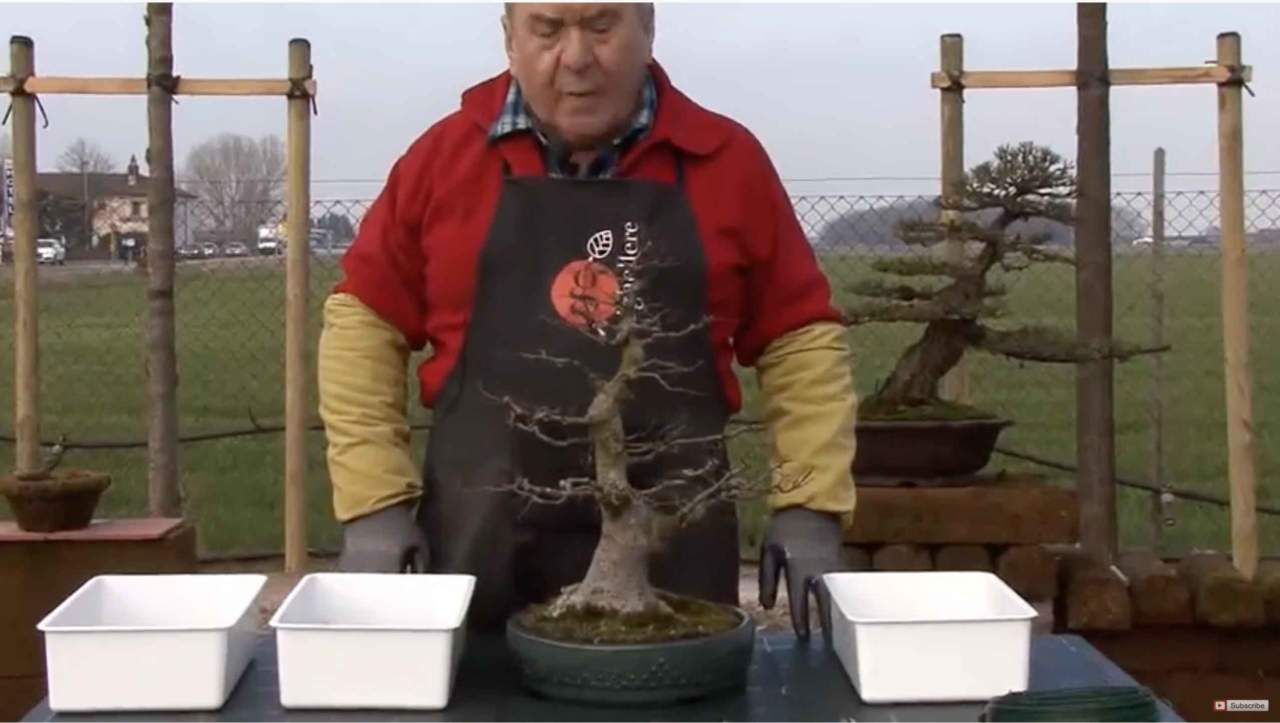 Albero di bonsai da 180 millimetri nella decorazione della pianta artificiale della pentola per ufficio/casa rosso