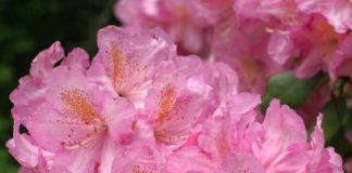 rododendro rosa