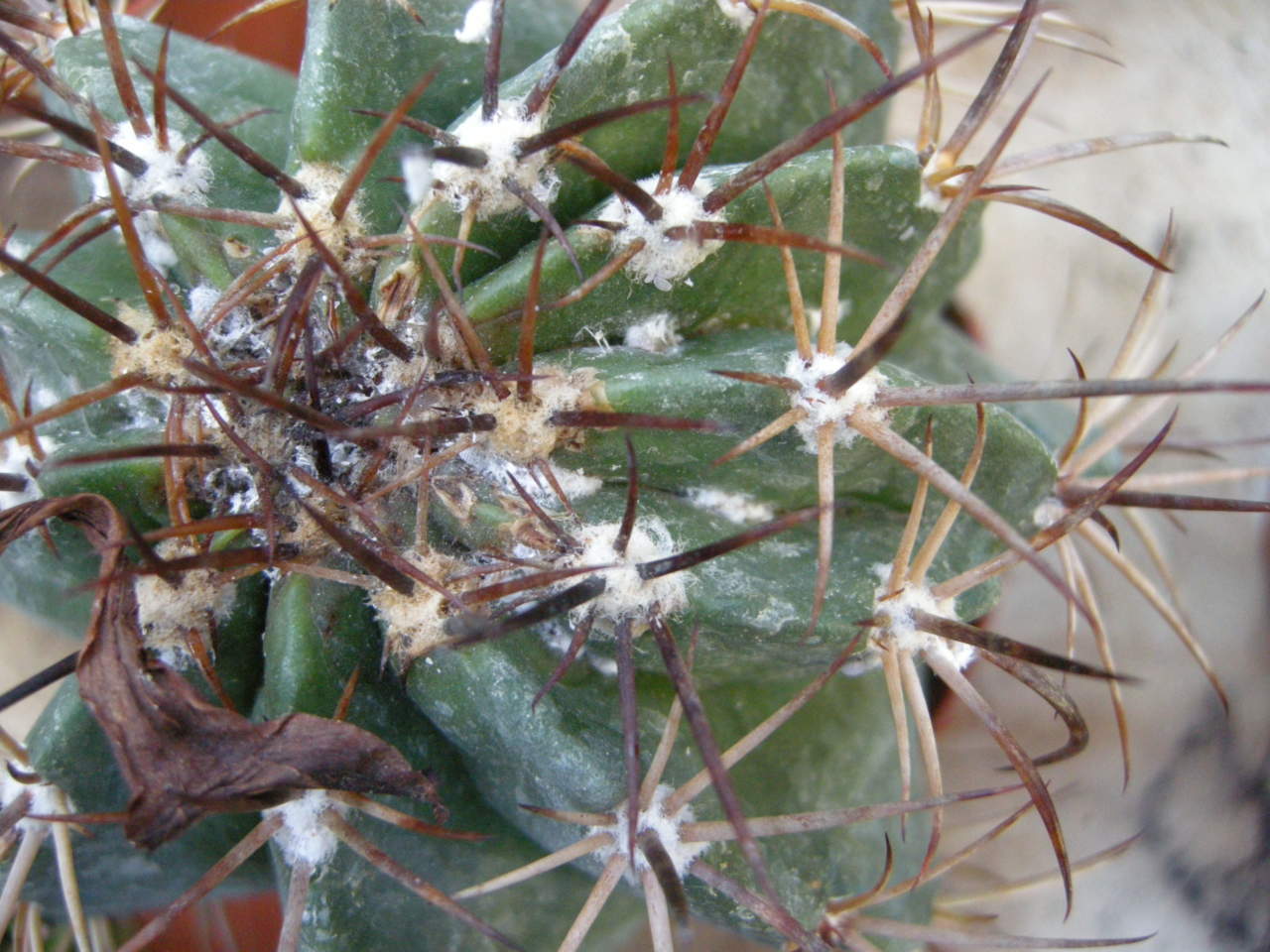 Cocciniglia cotonosa su Ferocactus