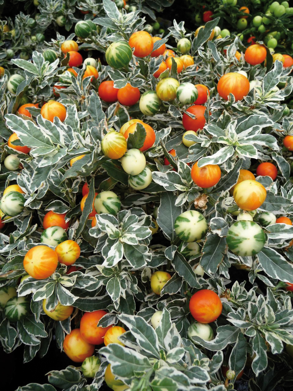 Solanum capsicastrum ‘variegatum
