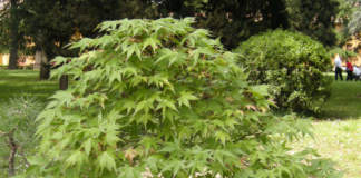 Bonsai di Acer palmatum
