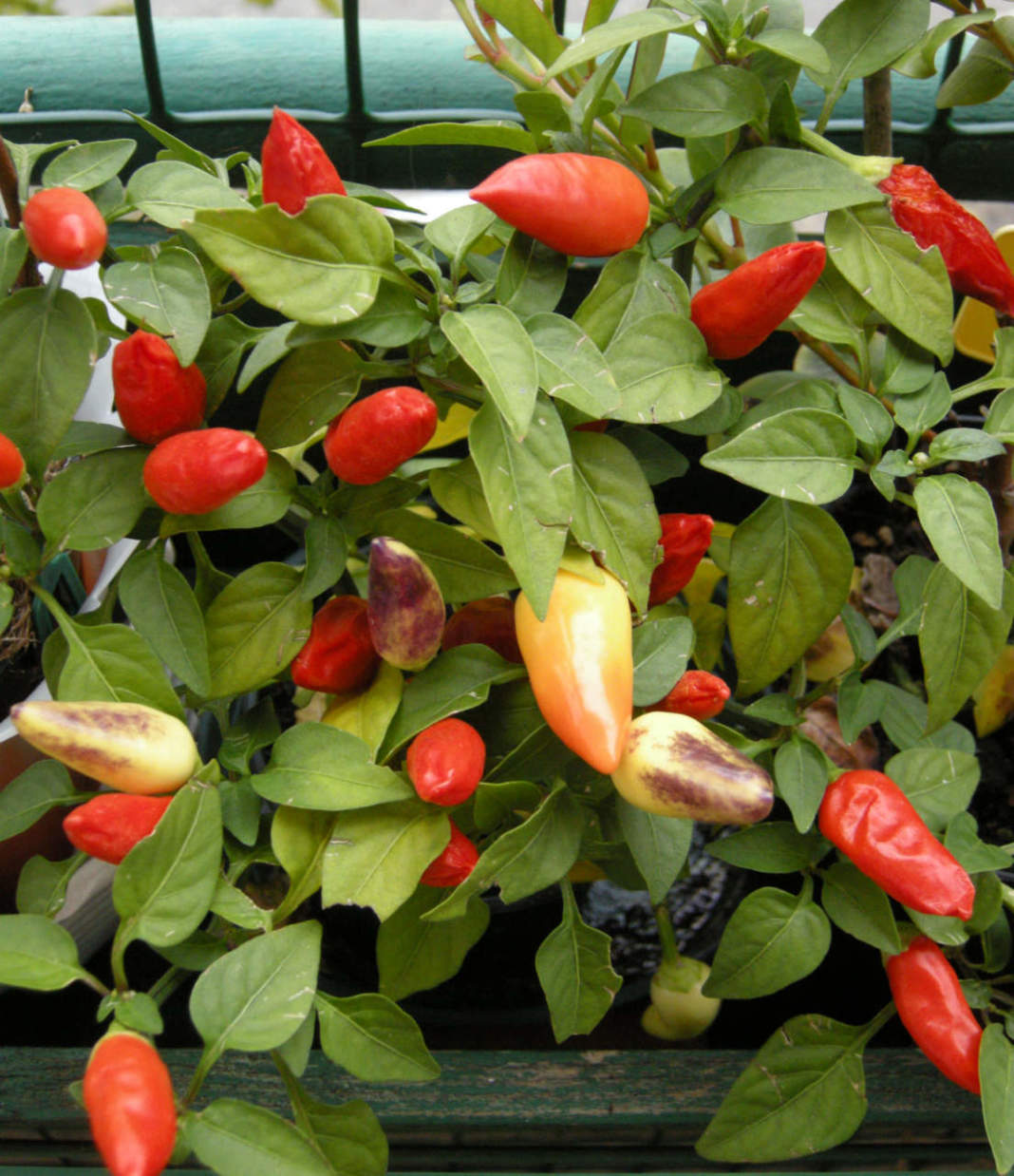 Peperoncino, pianta ornamentale sul balcone