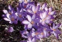 Crocus_sativus