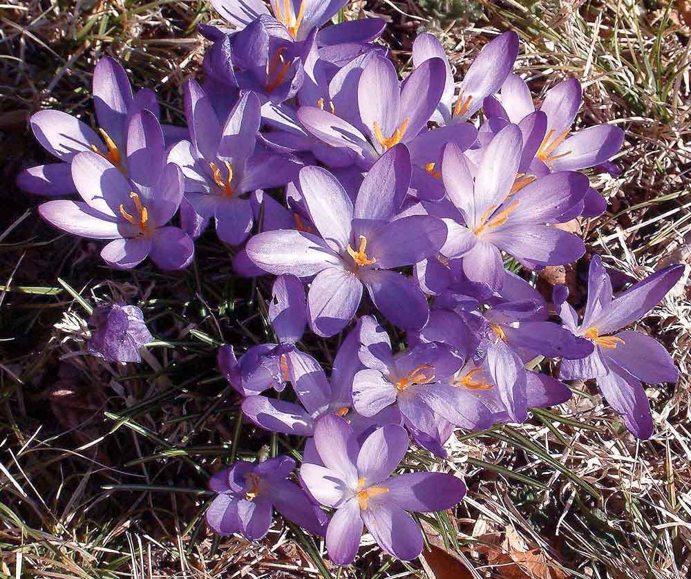 Crocus_sativus