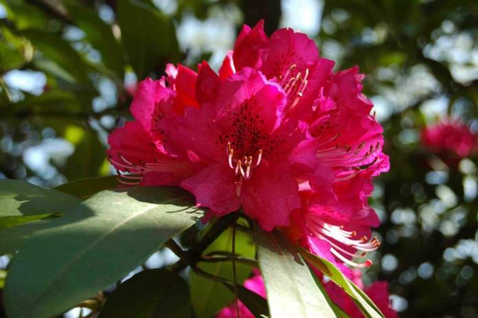 rhododendron day