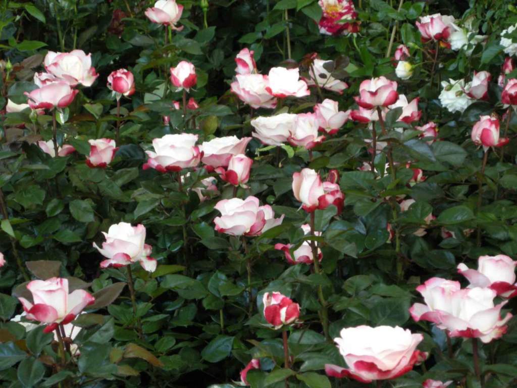 rose nel giardino in luglio