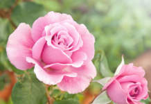 rose rosa