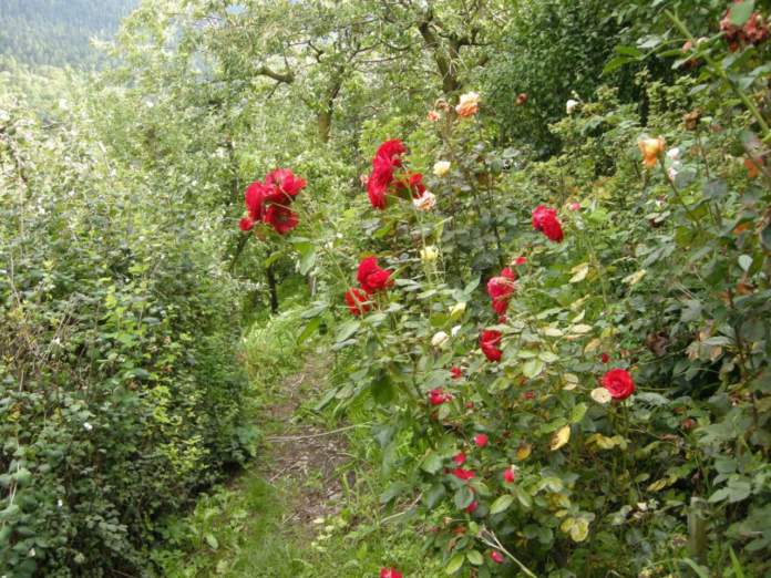 le rose nel giardino in settembre