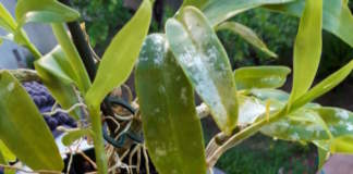orchidea dendrobium attaccata dai tripidi