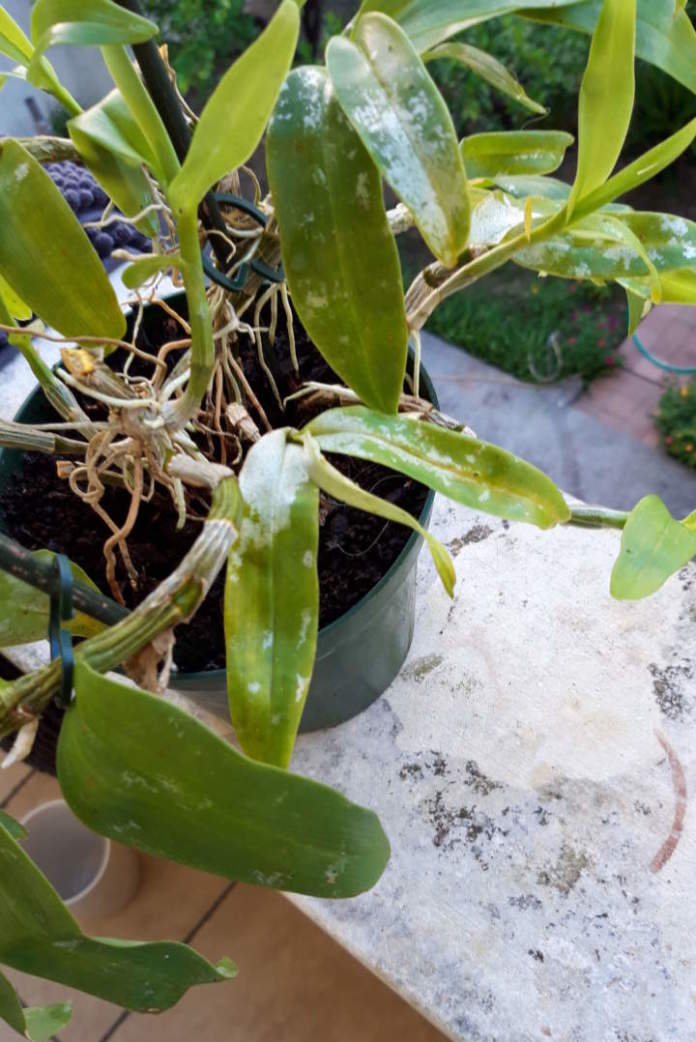 orchidea dendrobium attaccata dai tripidi