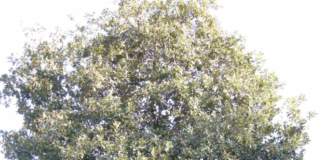 cacciatori di piante magnolia grandiflora